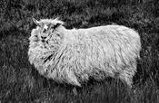 Sheep's Head Sheep