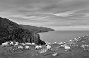 Sheep's Head