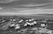 Sheep's Head Sheep