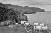 Sheep's Head Sheep image