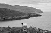 Sheep's Head image