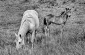 Horse &amp; Foal image