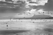 Seagulls