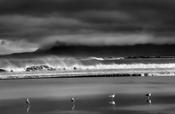 Seabirds