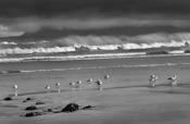 Seabirds and waves