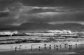Seabirds and waves