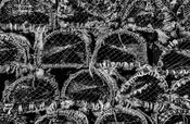 Lobster pots