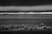 Seabirds and waves