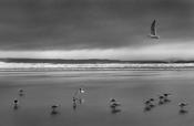 Seabirds