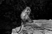 Island Monkey image