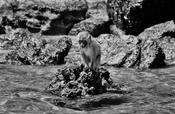 Island Monkey