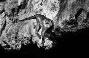 Island Monkey