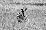Thai Farm Worker