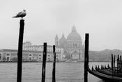 Gull in Venice image