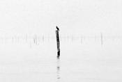 Bird on a Pole
