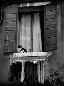 Cat on a Window image