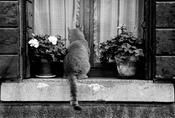Cat on a window