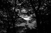 Adam thru the trees Glandore