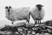 Beara Peninsula image