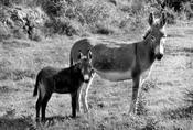 West Cork