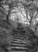 Lough Hyne steps image