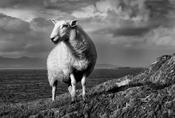 West Cork Sheep