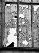 Cat &amp; Crow image