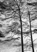 Wicklow image
