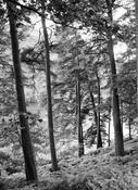 Wicklow trees image