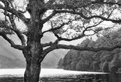 Wicklow trees image