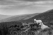 Wicklow sheep image