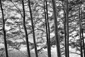 Wicklow trees image