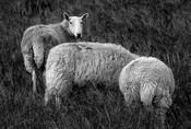 Wicklow sheep image