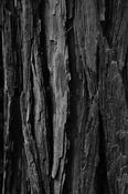 Burnt Bark image