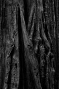 Tree Bark image