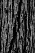 Tree Bark