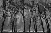 Yosemite Trees