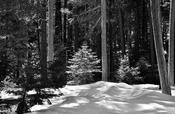 The Remains of Winter image