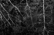 Yosemite Reflections image
