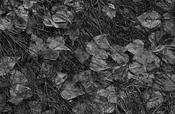 Yosemite Leaves
