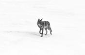 Coyote