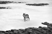 Coyote