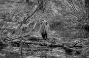 Yosemite Wildlife