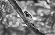 Yosemite Wildlife