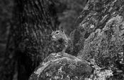 Yosemite Squirrel