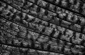 Burnt Bark image