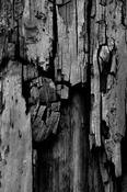 Tree Bark image