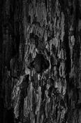 Burnt Bark