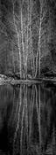 River Reflections image