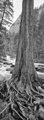 Trees &amp; Roots image
